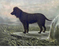 Book of Dogs Illustrations 31 Vintage Illustration A4 Photo Print