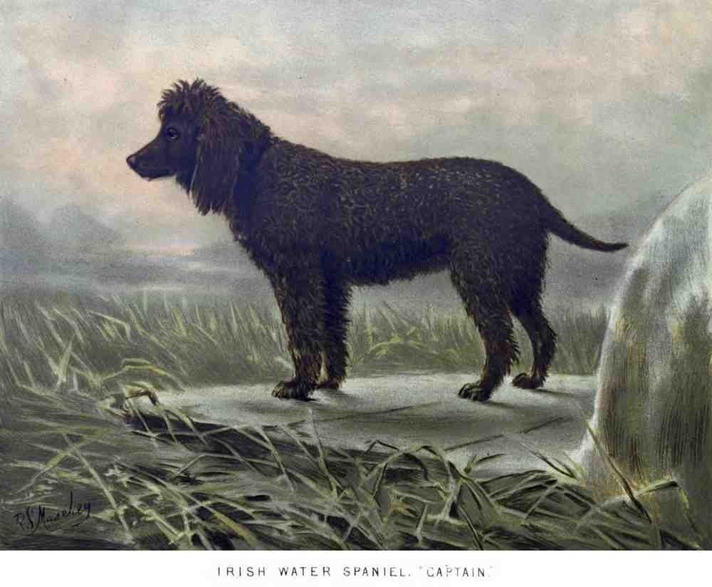 Book of Dogs Illustrations 31 Vintage Illustration A4 Photo Print