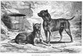 Book of Dogs Illustrations 33 Vintage Illustration A4 Photo Print