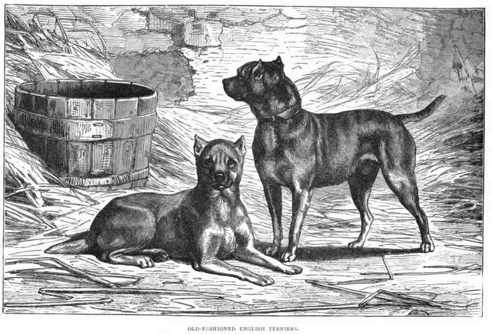 Book of Dogs Illustrations 33 Vintage Illustration A4 Photo Print