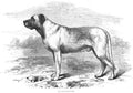 Book of Dogs Illustrations 34 Vintage Illustration A4 Photo Print