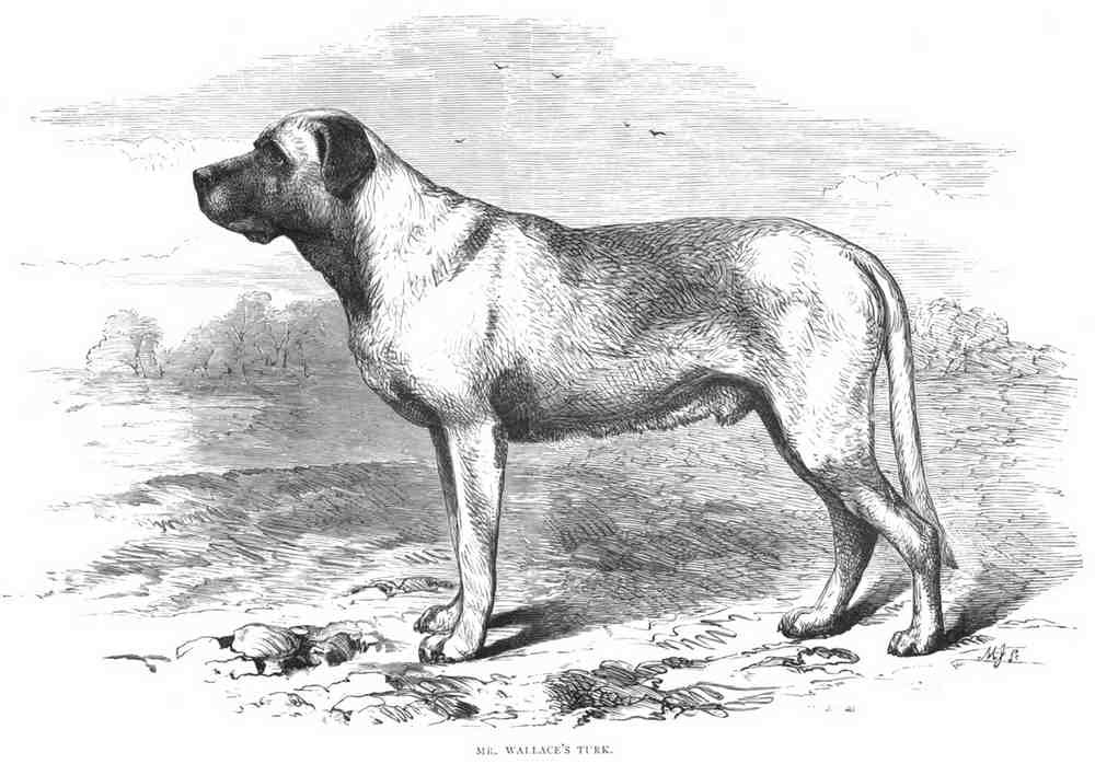 Book of Dogs Illustrations 34 Vintage Illustration A4 Photo Print