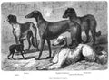 Book of Dogs Illustrations 35 Vintage Illustration A4 Photo Print