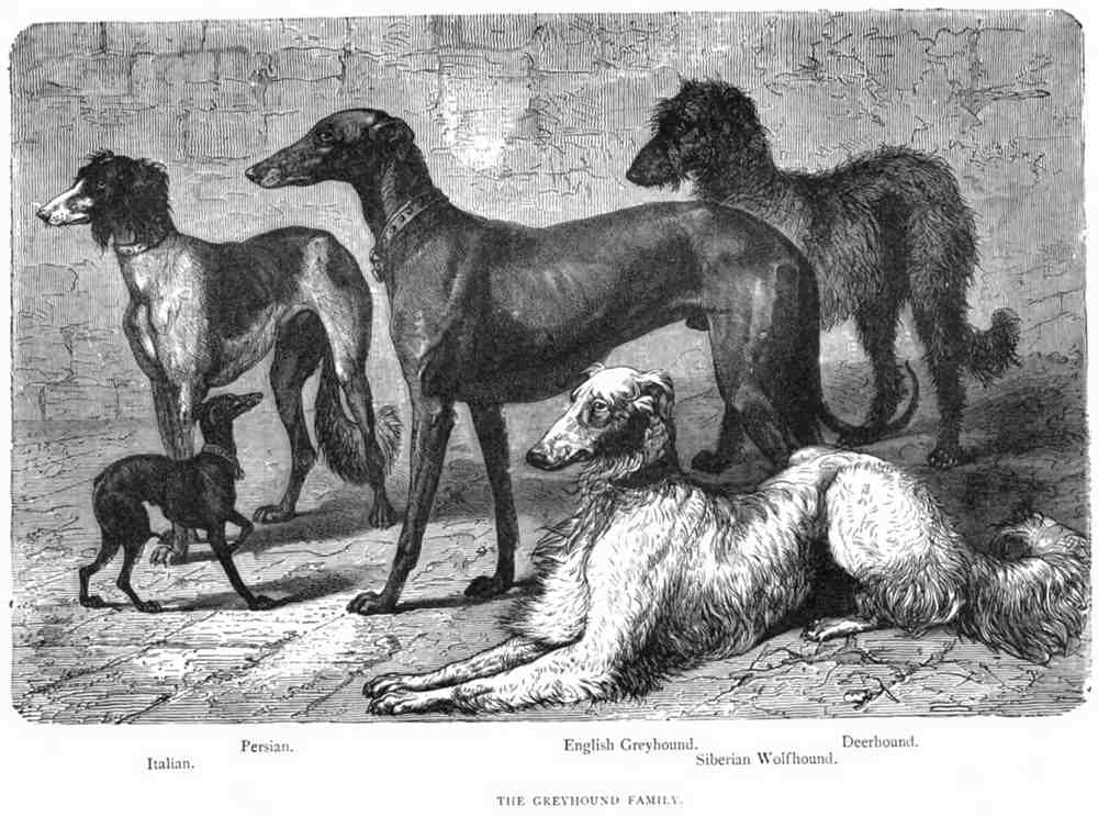 Book of Dogs Illustrations 35 Vintage Illustration A4 Photo Print