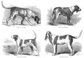 Book of Dogs Illustrations 36 Vintage Illustration A4 Photo Print