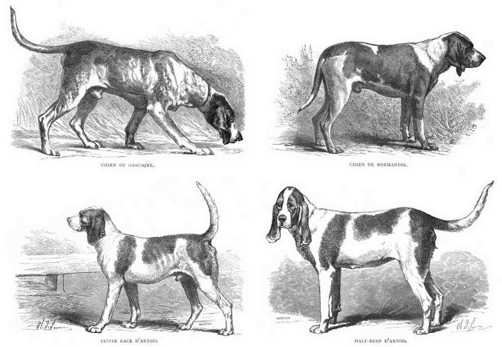 Book of Dogs Illustrations 36 Vintage Illustration A4 Photo Print