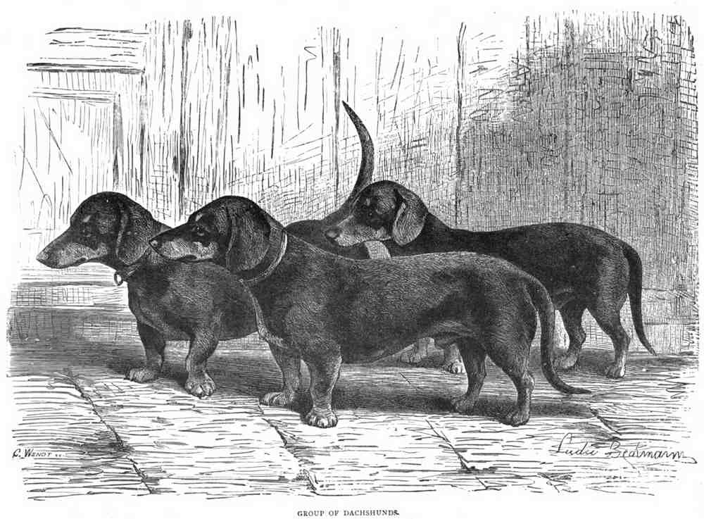 Book of Dogs Illustrations 37 Vintage Illustration A4 Photo Print