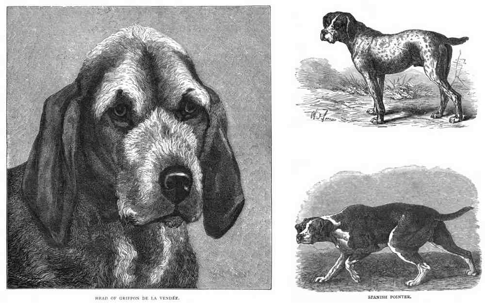 Book of Dogs Illustrations 38 Vintage Illustration A4 Photo Print