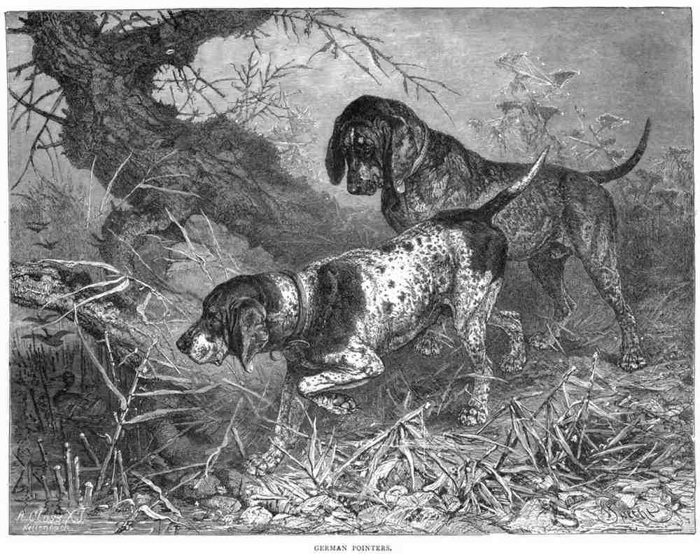 Book of Dogs Illustrations 39 Vintage Illustration A4 Photo Print