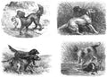 Book of Dogs Illustrations 40 Vintage Illustration A4 Photo Print