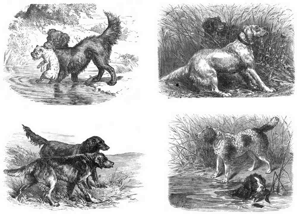 Book of Dogs Illustrations 40 Vintage Illustration A4 Photo Print
