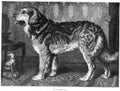 Book of Dogs Illustrations 41 Vintage Illustration A4 Photo Print
