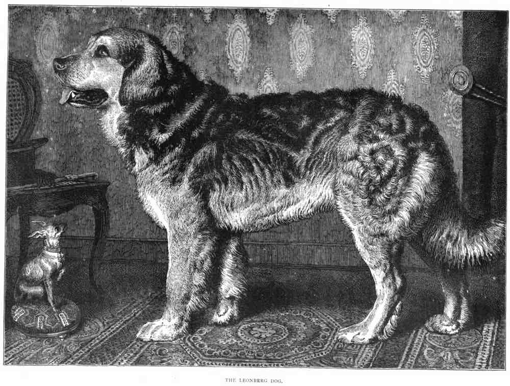 Book of Dogs Illustrations 41 Vintage Illustration A4 Photo Print