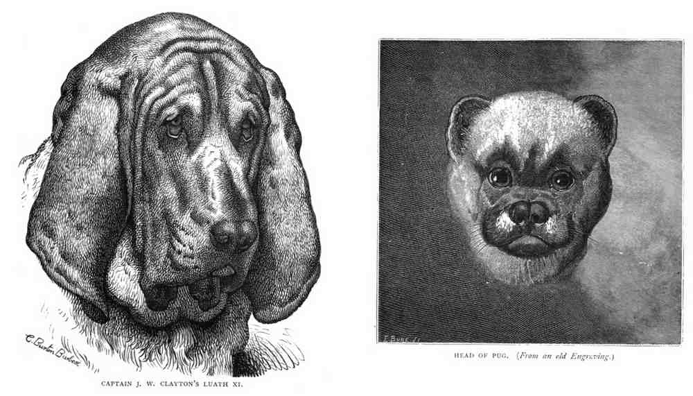 Book of Dogs Illustrations 42 Vintage Illustration A4 Photo Print