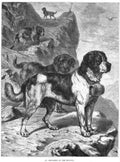 Book of Dogs Illustrations 43 Vintage Illustration A4 Photo Print