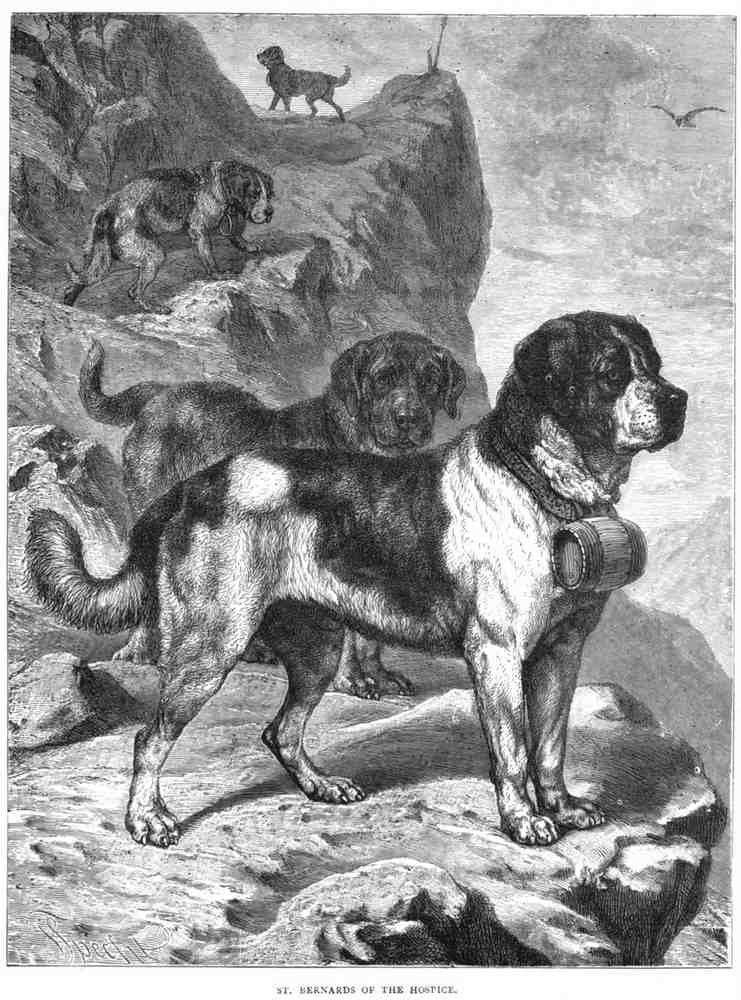 Book of Dogs Illustrations 43 Vintage Illustration A4 Photo Print