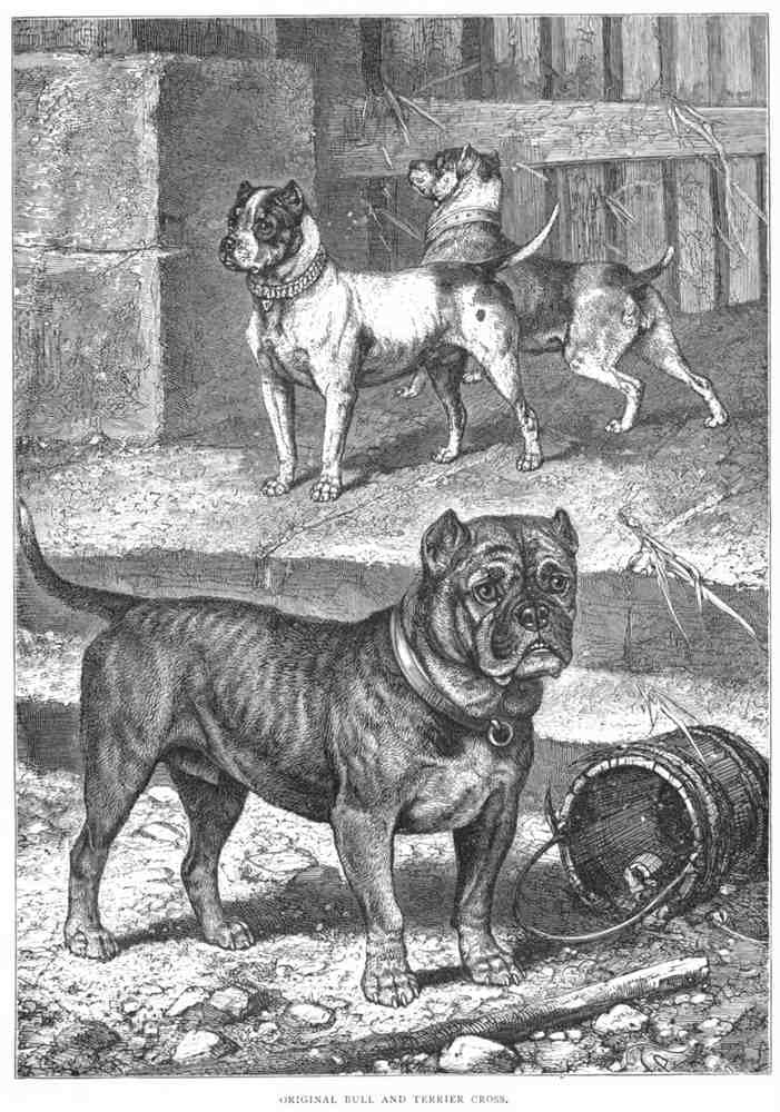 Book of Dogs Illustrations 44 Vintage Illustration A4 Photo Print