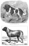 Book of Dogs Illustrations 45 Vintage Illustration A4 Photo Print