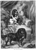 Book of Dogs Illustrations 46 Vintage Illustration A4 Photo Print