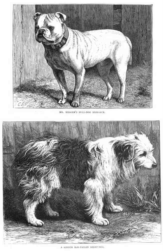 Book of Dogs Illustrations 47 Vintage Illustration A4 Photo Print