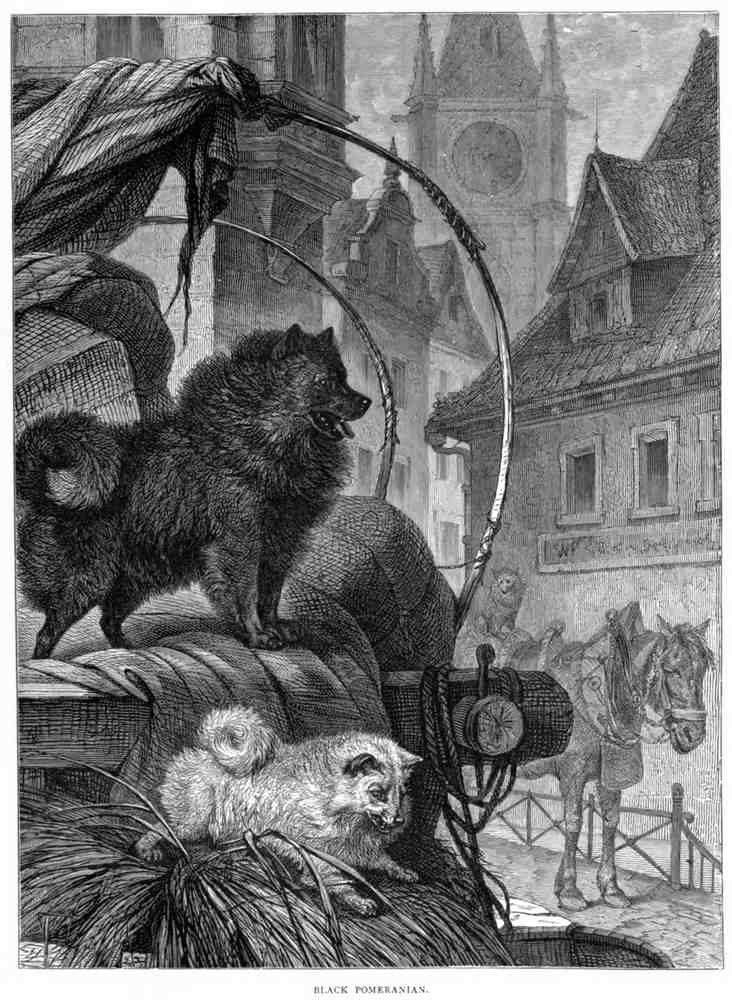 Book of Dogs Illustrations 48 Vintage Illustration A4 Photo Print