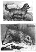 Book of Dogs Illustrations 49 Vintage Illustration A4 Photo Print