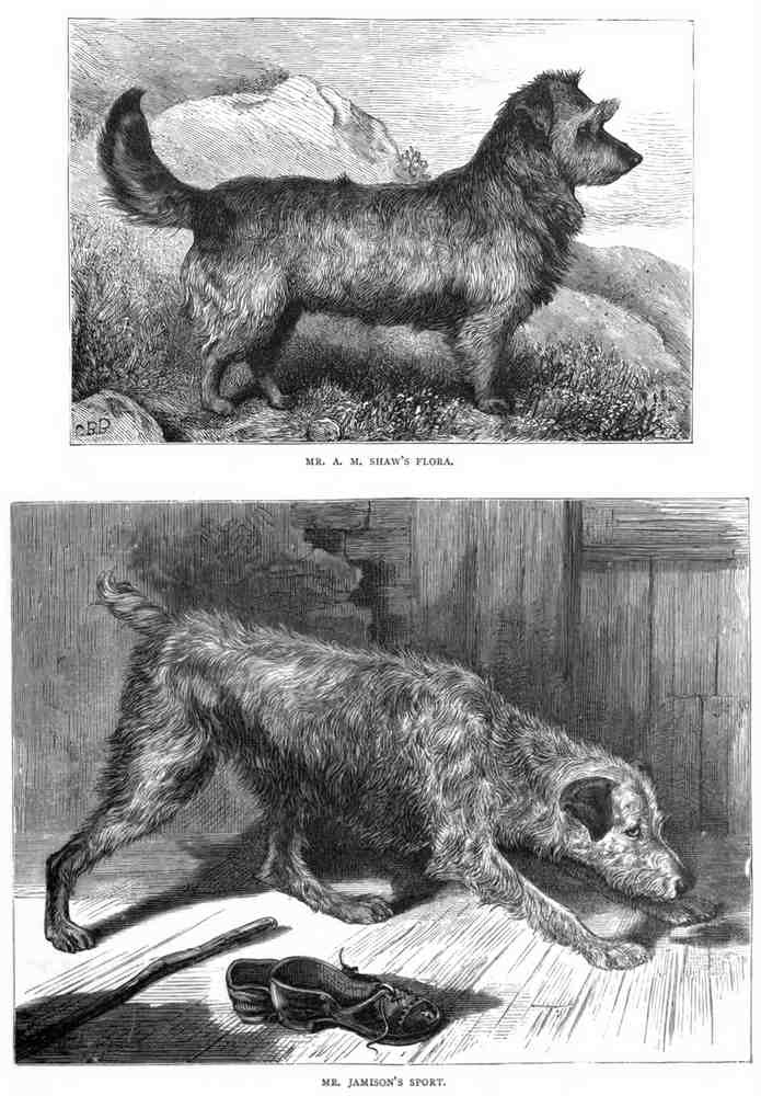 Book of Dogs Illustrations 49 Vintage Illustration A4 Photo Print