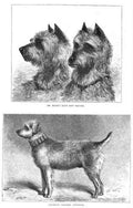 Book of Dogs Illustrations 51 Vintage Illustration A4 Photo Print