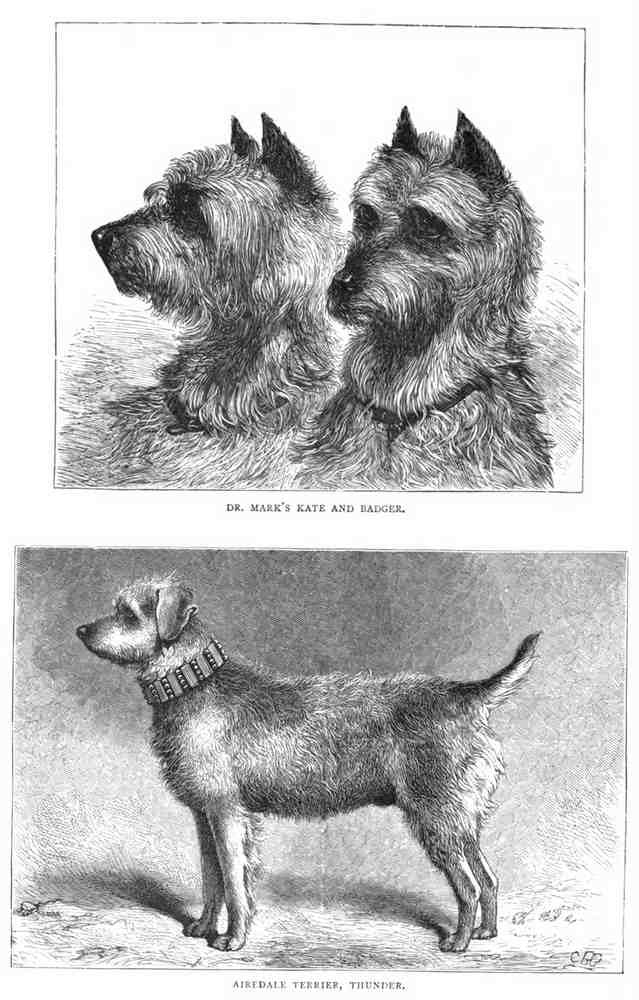 Book of Dogs Illustrations 51 Vintage Illustration A4 Photo Print