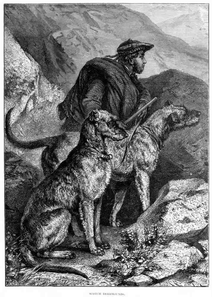 Book of Dogs Illustrations 52 Vintage Illustration A4 Photo Print