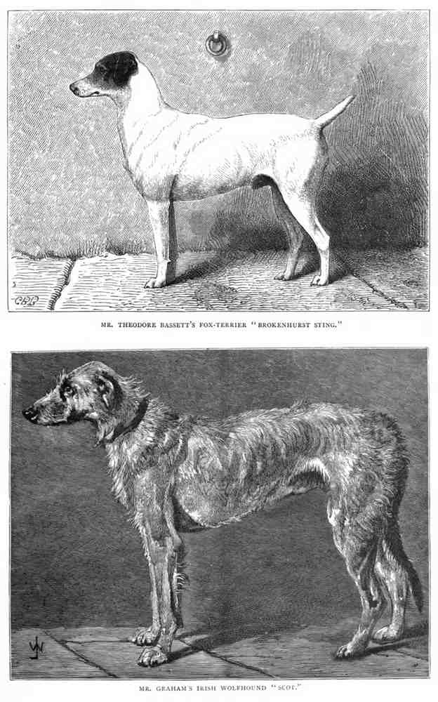 Book of Dogs Illustrations 53 Vintage Illustration A4 Photo Print