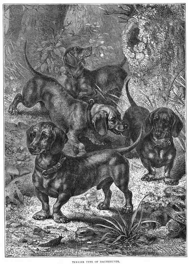Book of Dogs Illustrations 54 Vintage Illustration A4 Photo Print