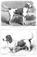 Book of Dogs Illustrations 55 Vintage Illustration A4 Photo Print