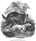 Book of Dogs Illustrations 56 Vintage Illustration A4 Photo Print