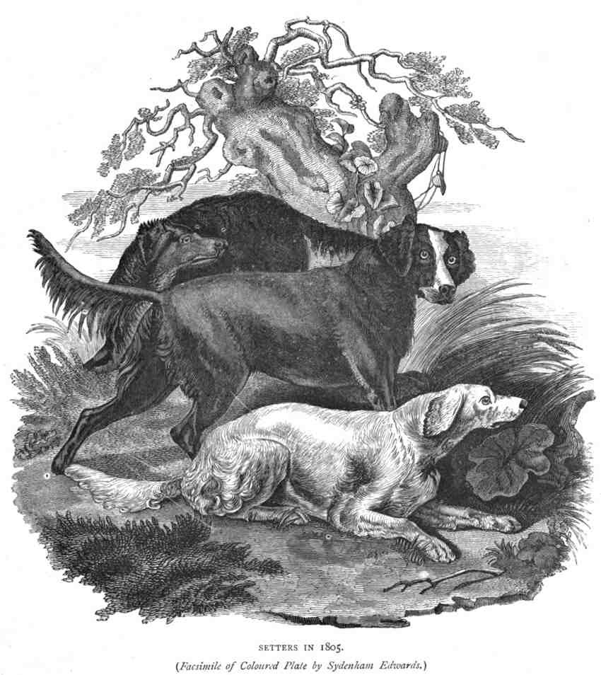 Book of Dogs Illustrations 56 Vintage Illustration A4 Photo Print
