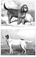 Book of Dogs Illustrations 57 Vintage Illustration A4 Photo Print