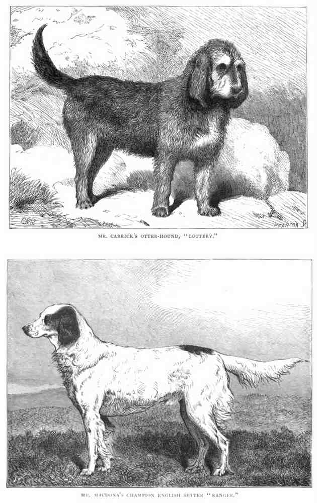 Book of Dogs Illustrations 57 Vintage Illustration A4 Photo Print