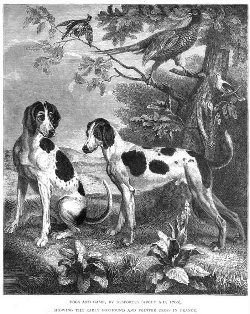 Book of Dogs Illustrations 58 Vintage Illustration A4 Photo Print