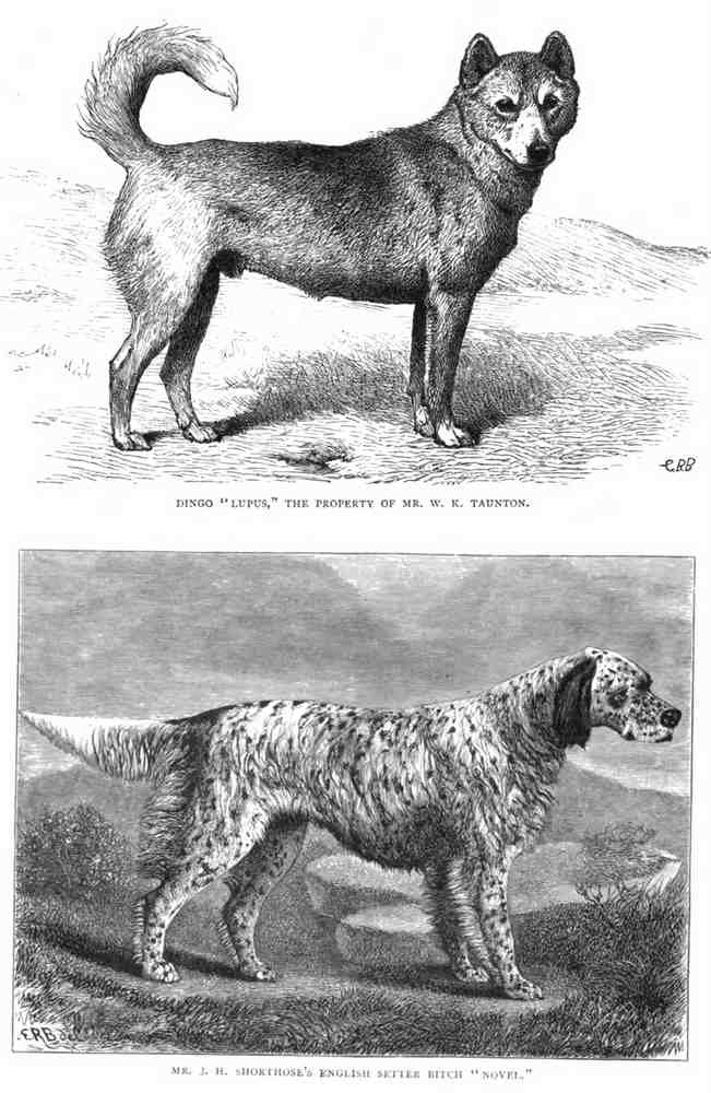 Book of Dogs Illustrations 59 Vintage Illustration A4 Photo Print