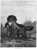 Book of Dogs Illustrations 60 Vintage Illustration A4 Photo Print