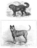Book of Dogs Illustrations 61 Vintage Illustration A4 Photo Print