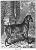Book of Dogs Illustrations 62 Vintage Illustration A4 Photo Print