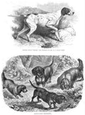 Book of Dogs Illustrations 63 Vintage Illustration A4 Photo Print