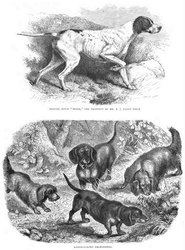 Book of Dogs Illustrations 63 Vintage Illustration A4 Photo Print