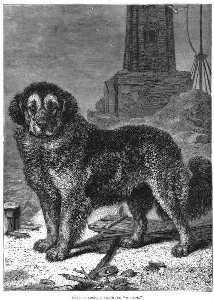 Book of Dogs Illustrations 64 Vintage Illustration A4 Photo Print