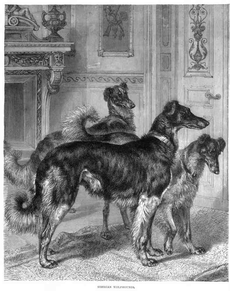 Book of Dogs Illustrations 66 Vintage Illustration A4 Photo Print