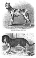 Book of Dogs Illustrations 67 Vintage Illustration A4 Photo Print