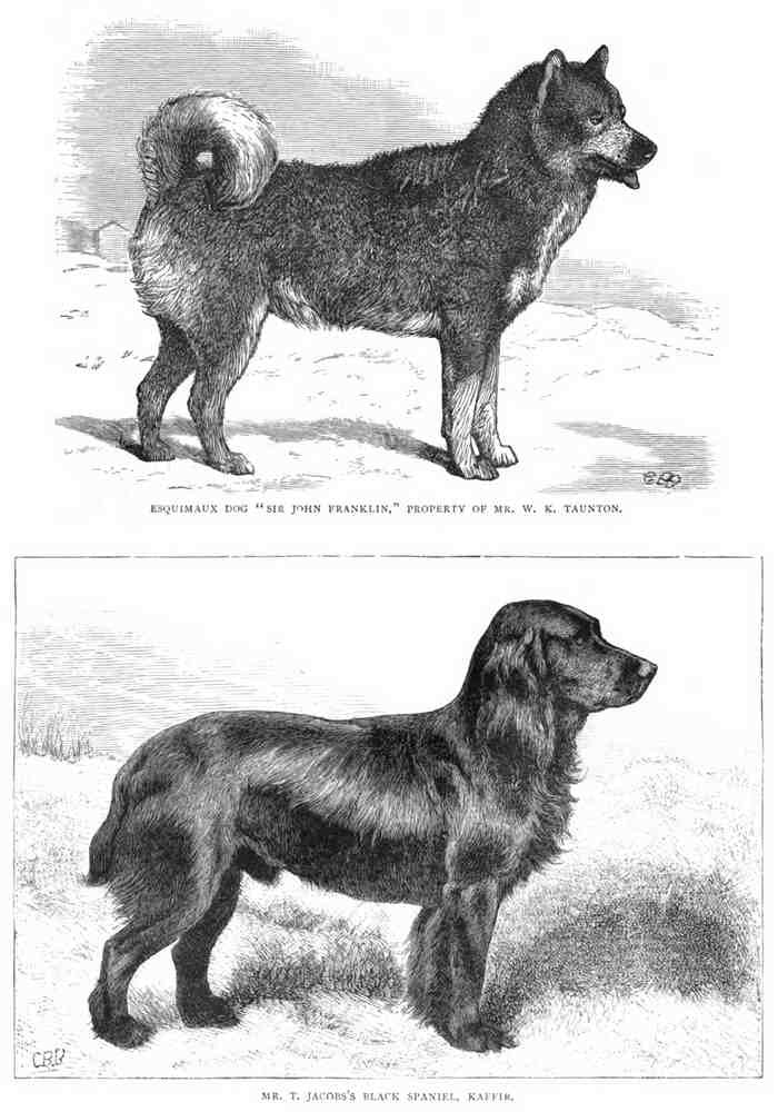 Book of Dogs Illustrations 68 Vintage Illustration A4 Photo Print