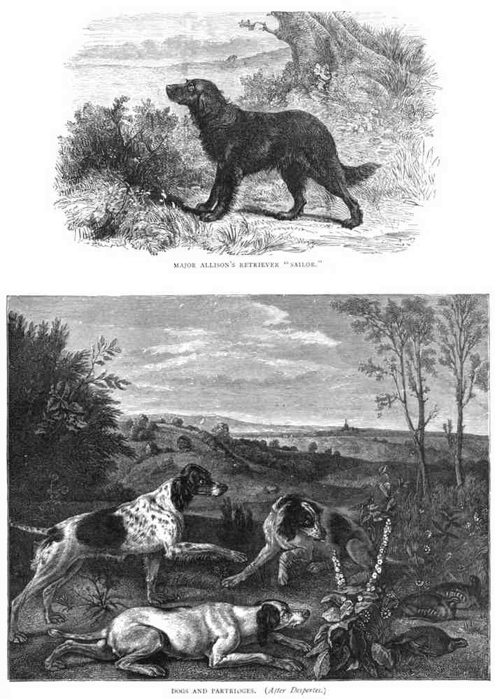 Book of Dogs Illustrations 69 Vintage Illustration A4 Photo Print