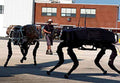 Boston Dynamics Bigdog 2 Military A4 Photo Print